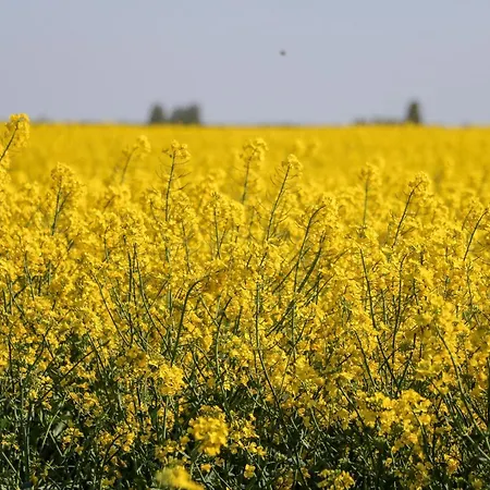 Feriehus 2 Pines Farm *