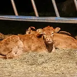 2 Pines Farm